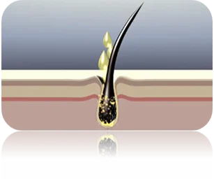 Improves Nutrient Absorption