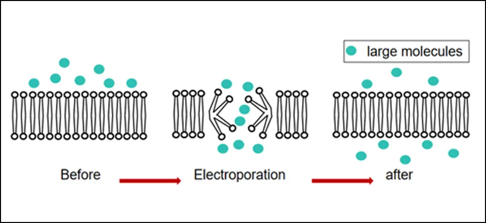 what is ep (electroporation)